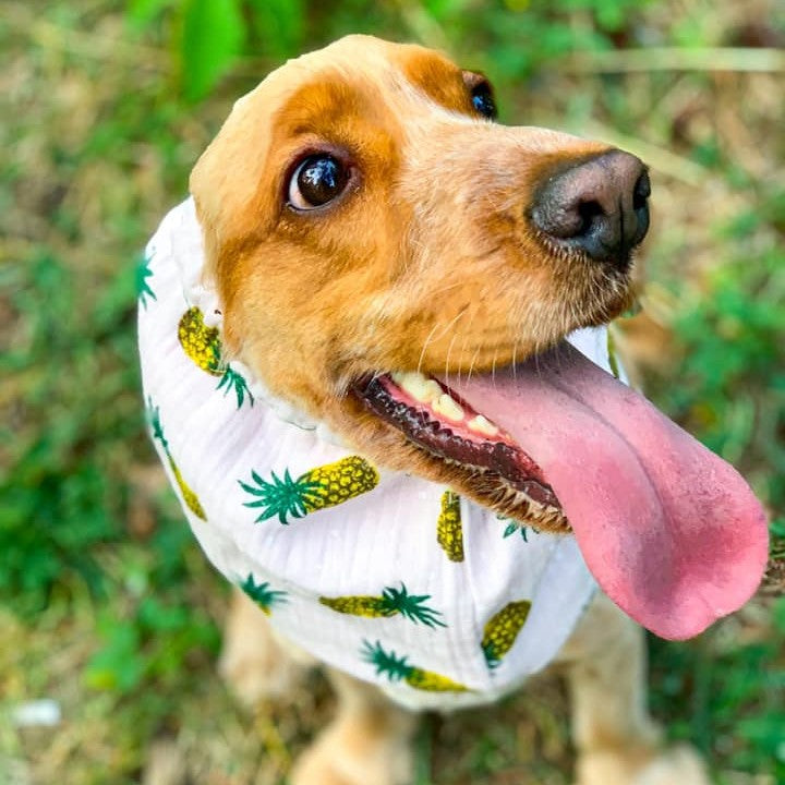 Kas yra vasariniai snoodai (ausų movos) šunims?