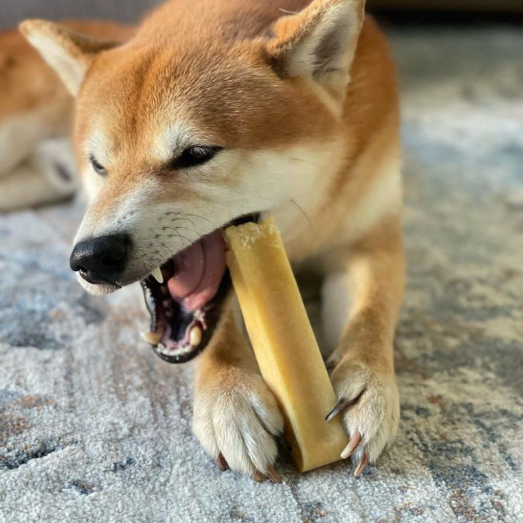 Šuo graužia jako sūrį