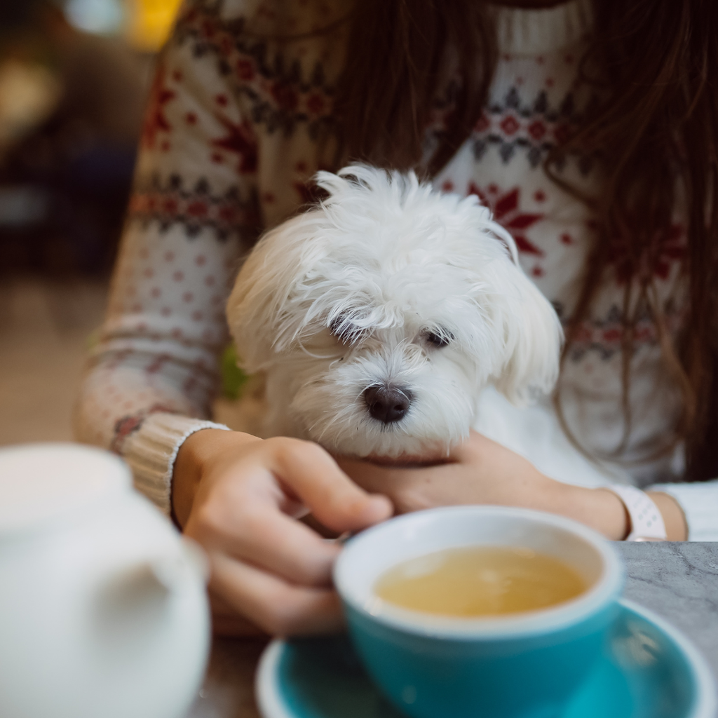 Pet-friendly kavinė ar coffee shop: kaip pasirūpinti keturkojais svečiais