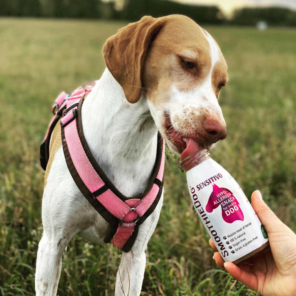 SmoothieDog alergiškam šuniui: kuriuos skonius rinktis ir kodėl vieno baltymo principas svarbus