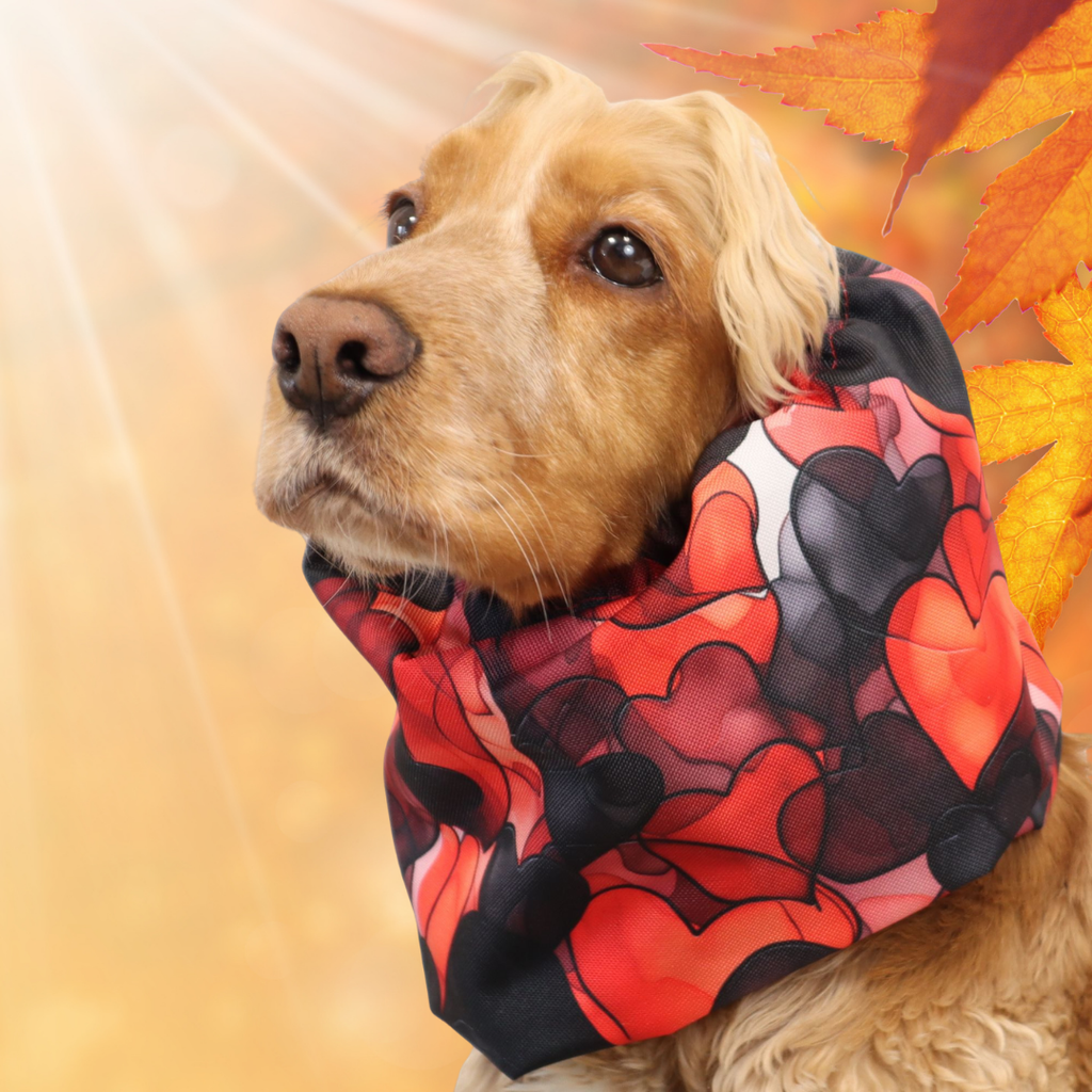 Snoodai šunims: madingas aksesuaras ar svarbi apsauga nuo šalčio, vėjo ir nešvarumų