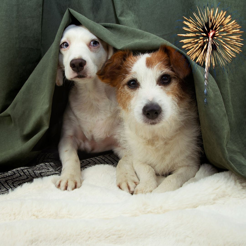 Šuo ir fejerverkai: kaip paruošti augintinį, kad šventės nekeltų streso